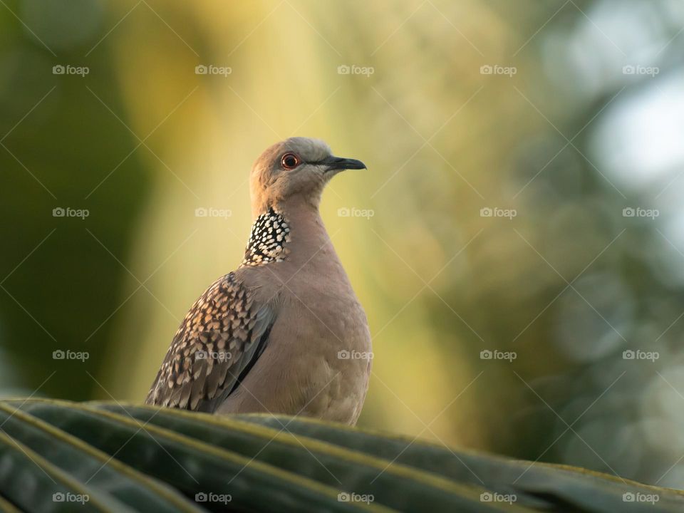 Beautiful Spotted Dove