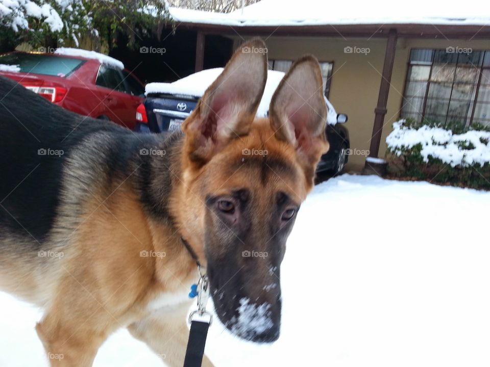 Zeus In The Snow