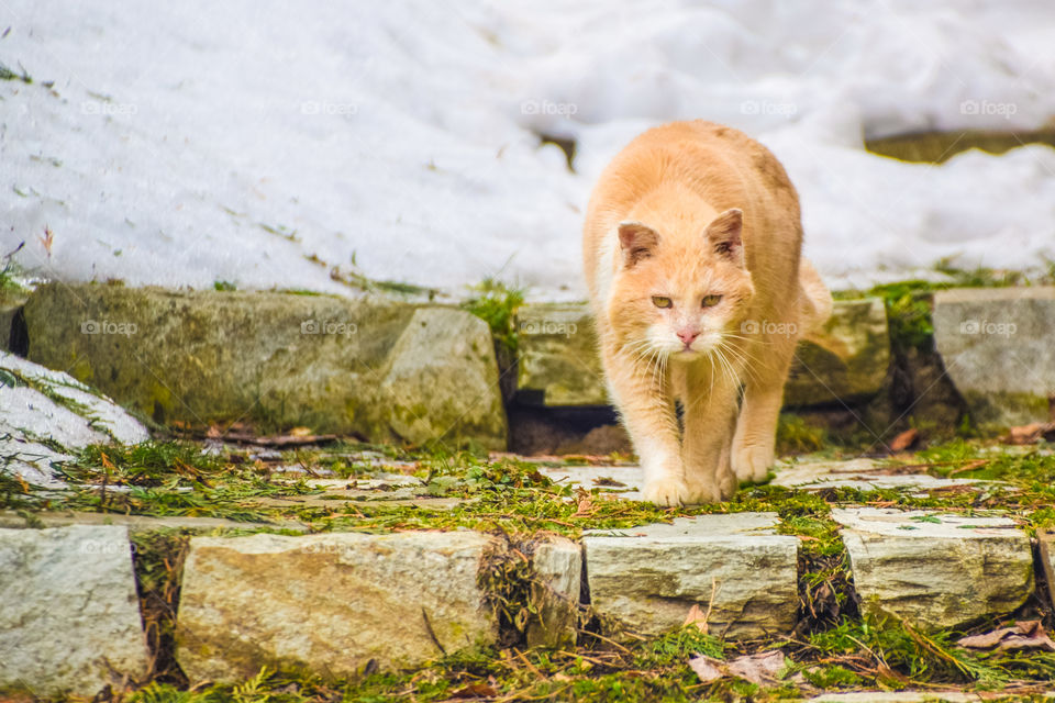 Cat walking on rock