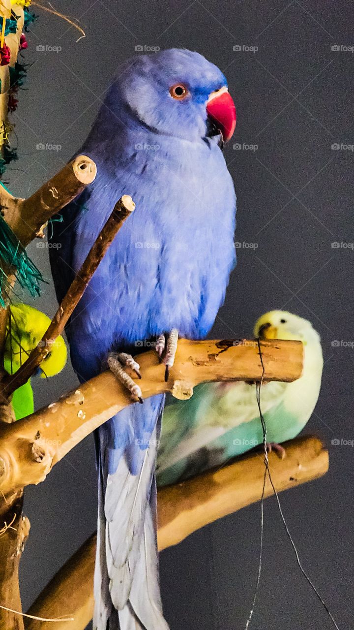 indian ringneck on perch