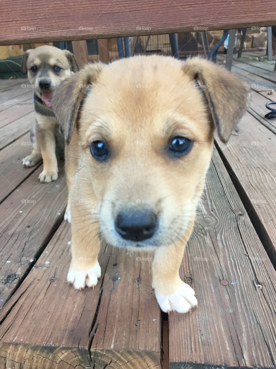 Puppy Closeup