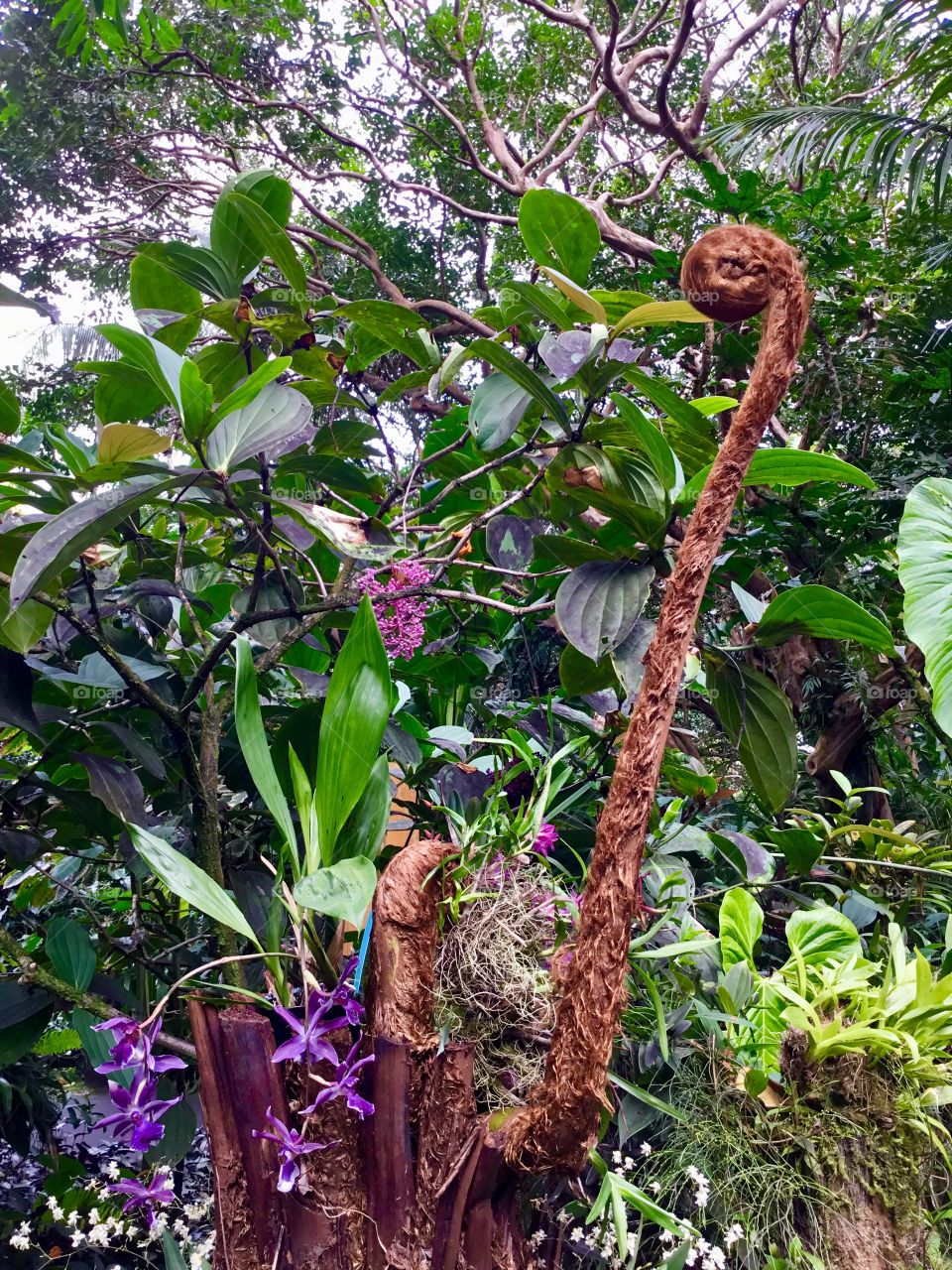 Fern unrolling in the jungle at Hawaii Tropical Botanical Garden