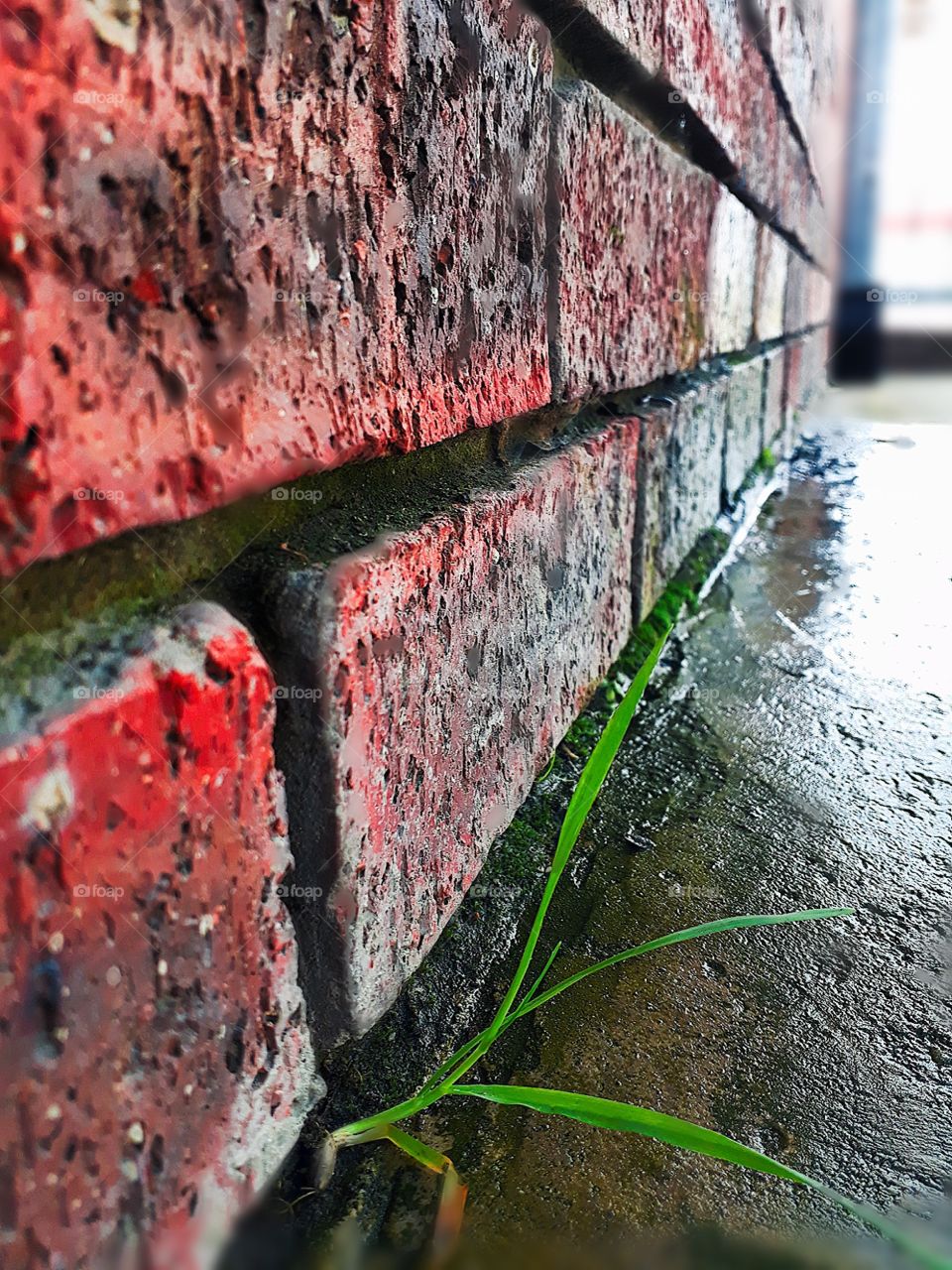 Growing From The Wall