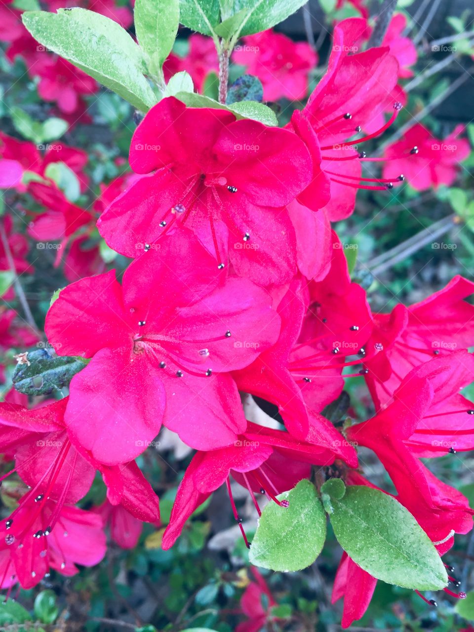 Azaleas blooming!