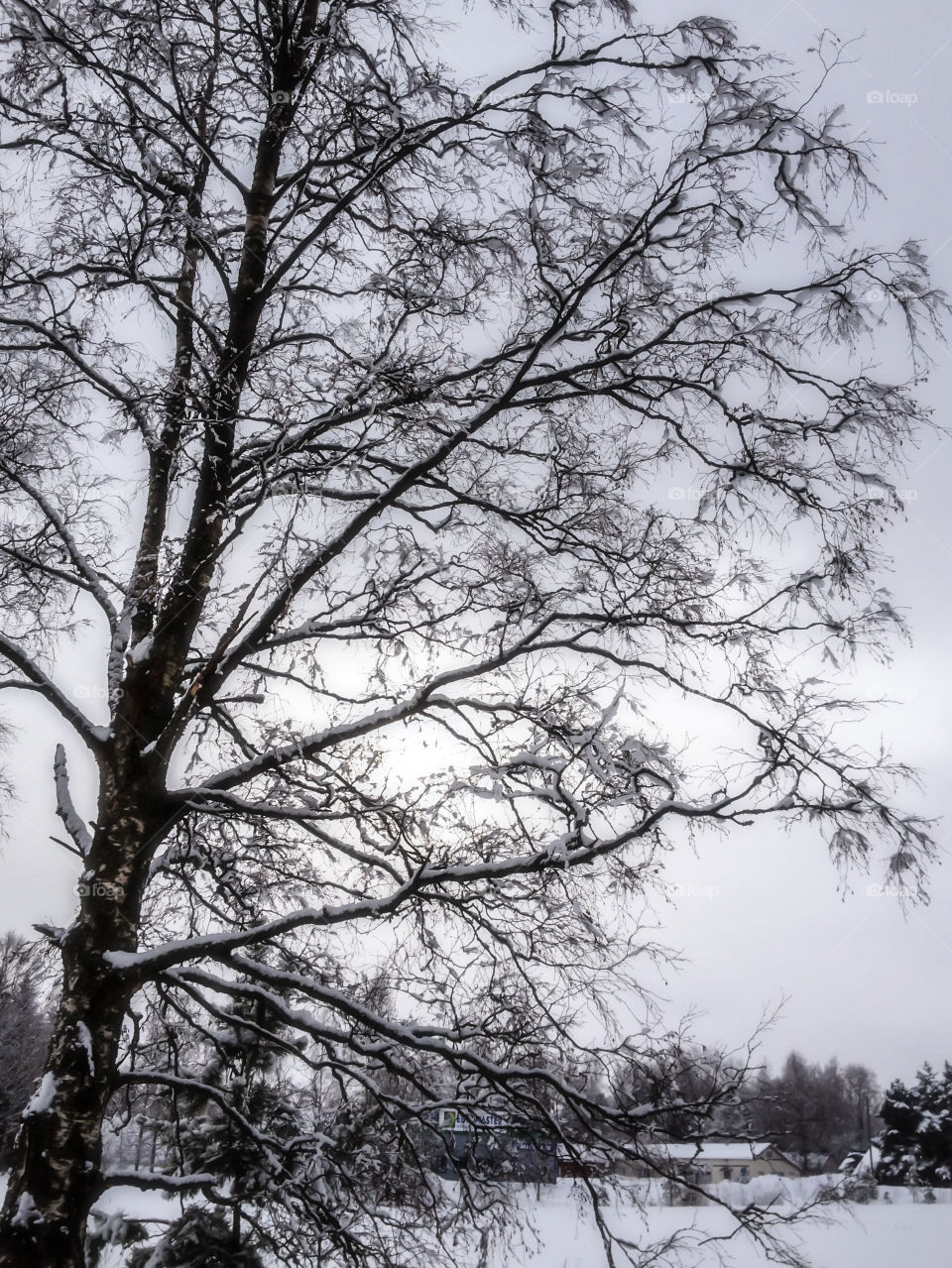 Winter day. A tree in dim light of cloudy winter afternoon.