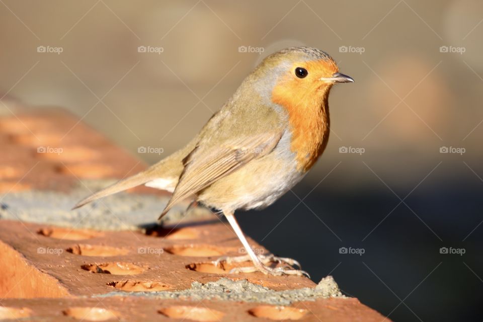 Robin