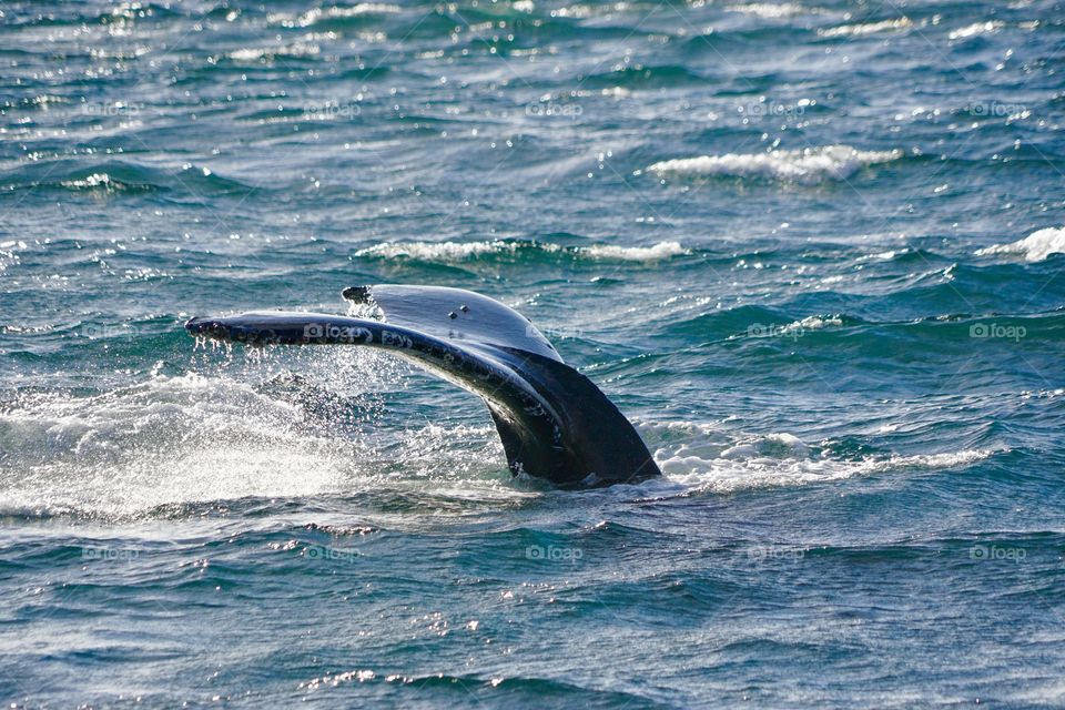 Humpback whale tail