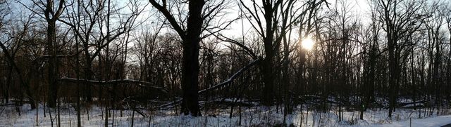 Dark woods