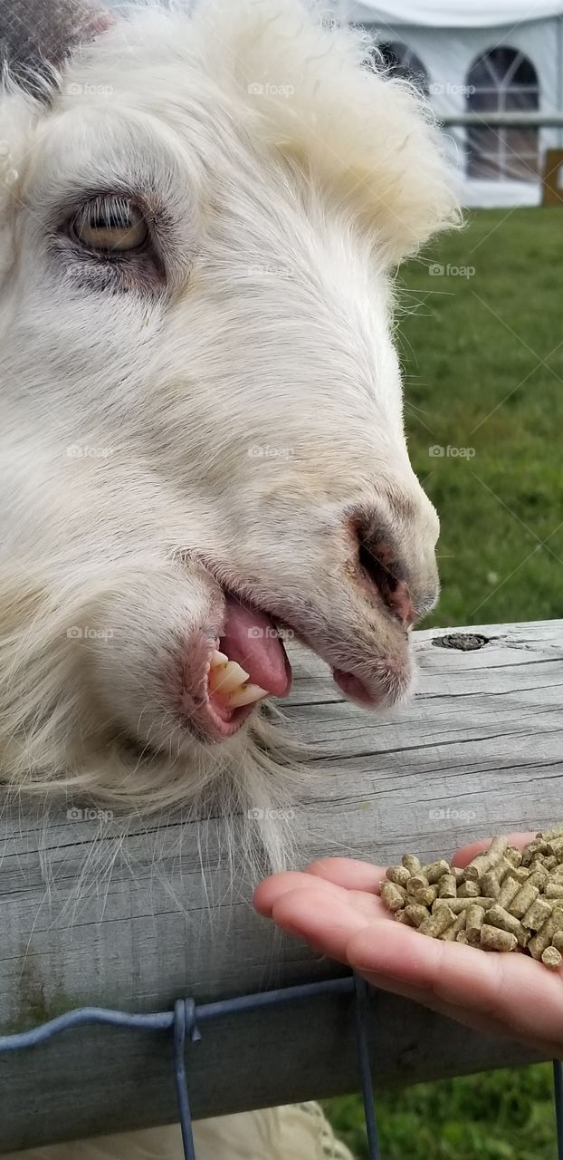 hungry goat