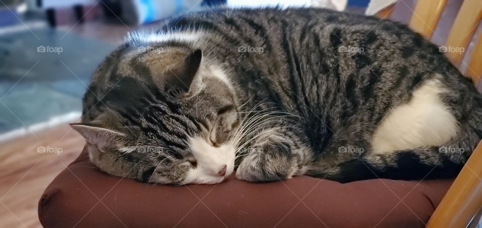 tuxedo cat sleeping