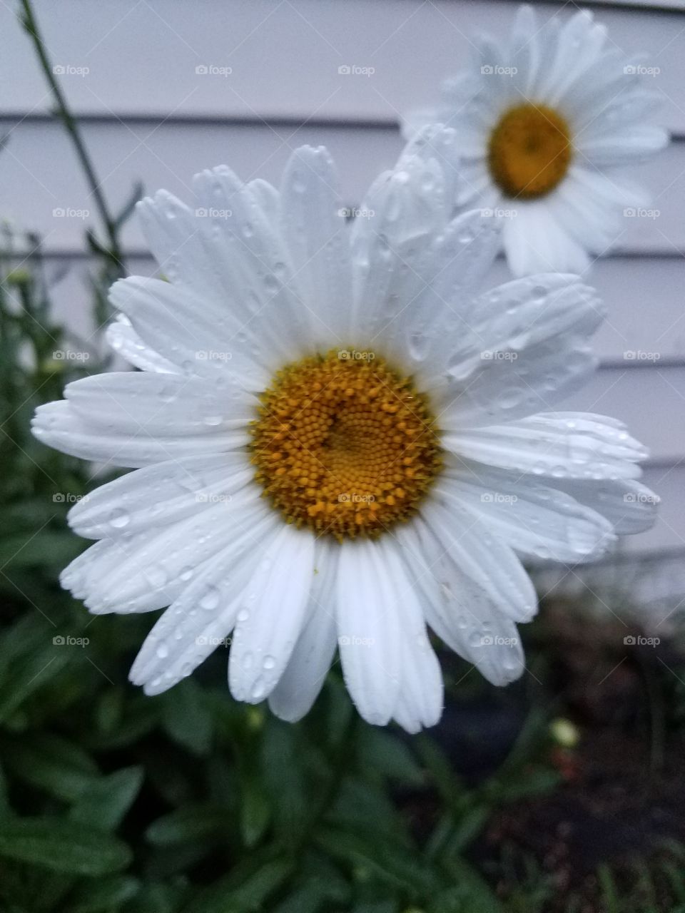 raindrops on a daisy