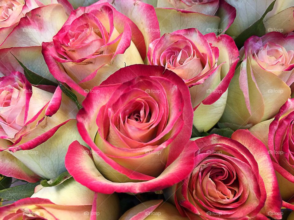 Cream and magenta roses