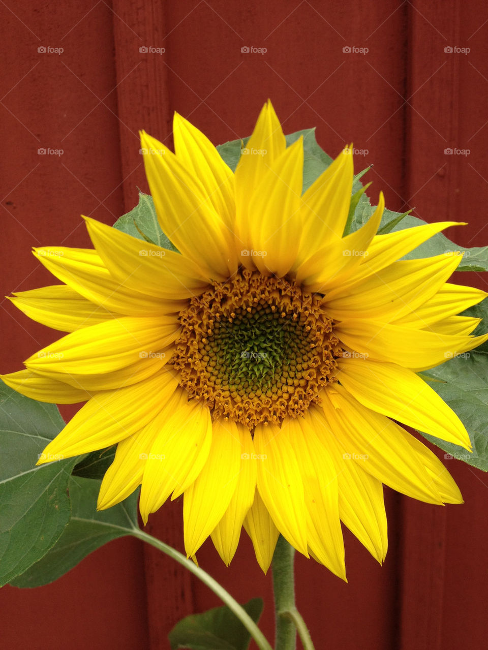 yellow flower red leaf by jempa