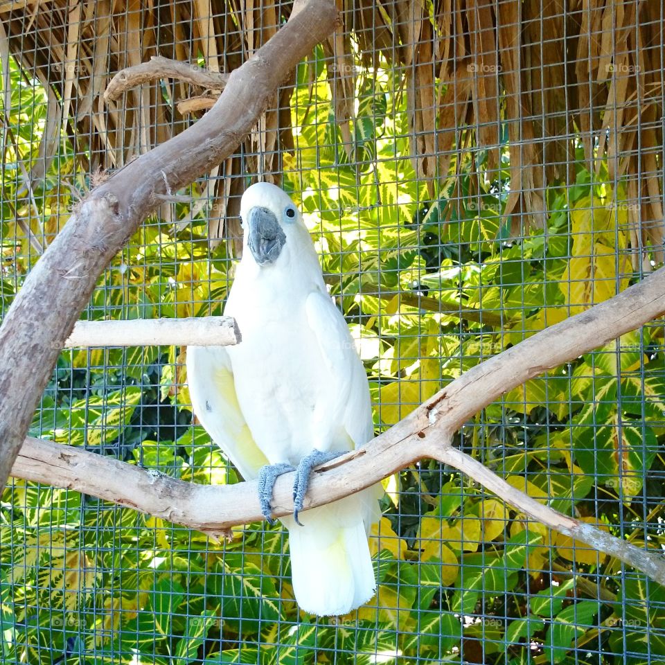white bird paradise tropical cockatoo beautiful