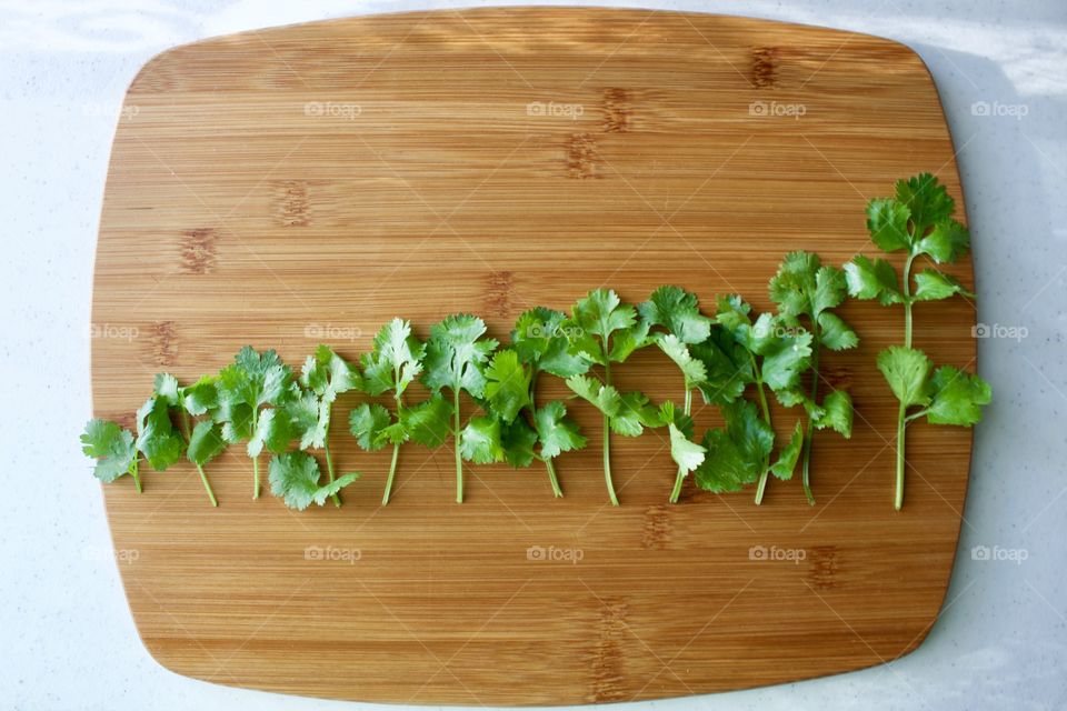 Freshly harvested cilantro, arranged horizontally by size, on a bamboo cutting board