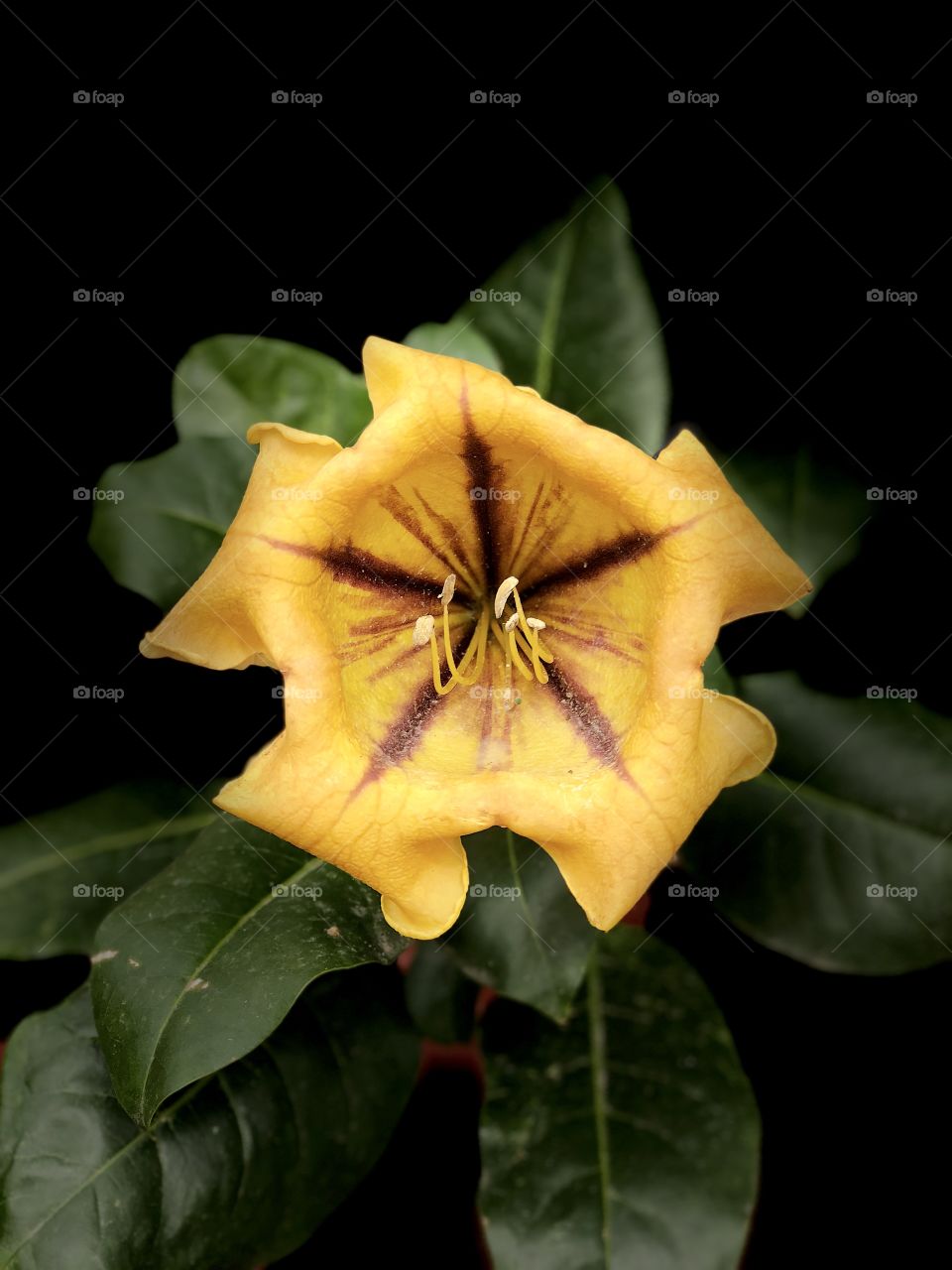 Glorious Mother Nature Foap Mission! Magnificent Close Shot Of The Giant Golden Cup Bloom In Studio Light!