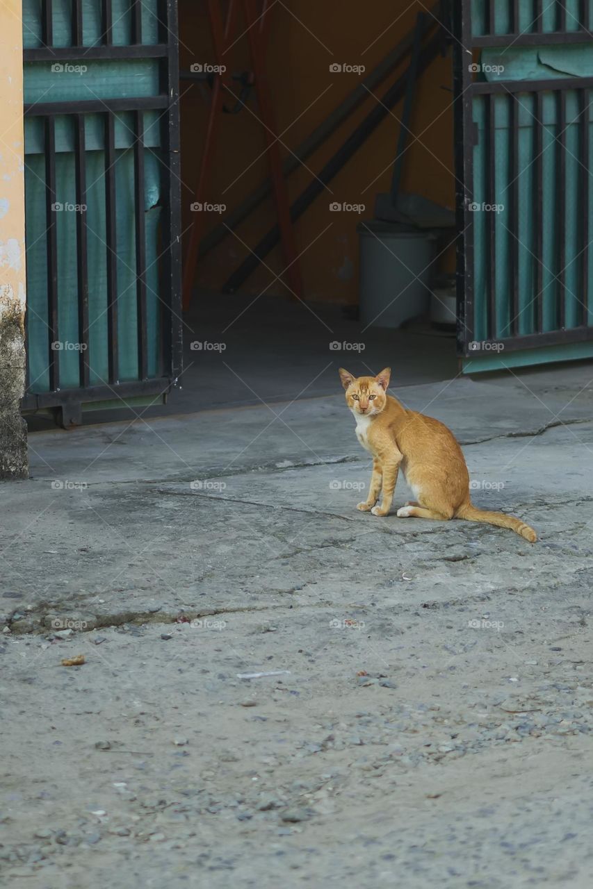 Hello, my name is Garfield and I was getting ready to come in for dinner