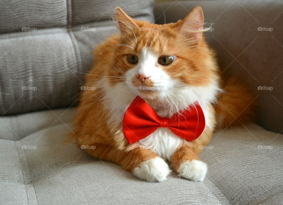 Close-up of cat wearing bow tie