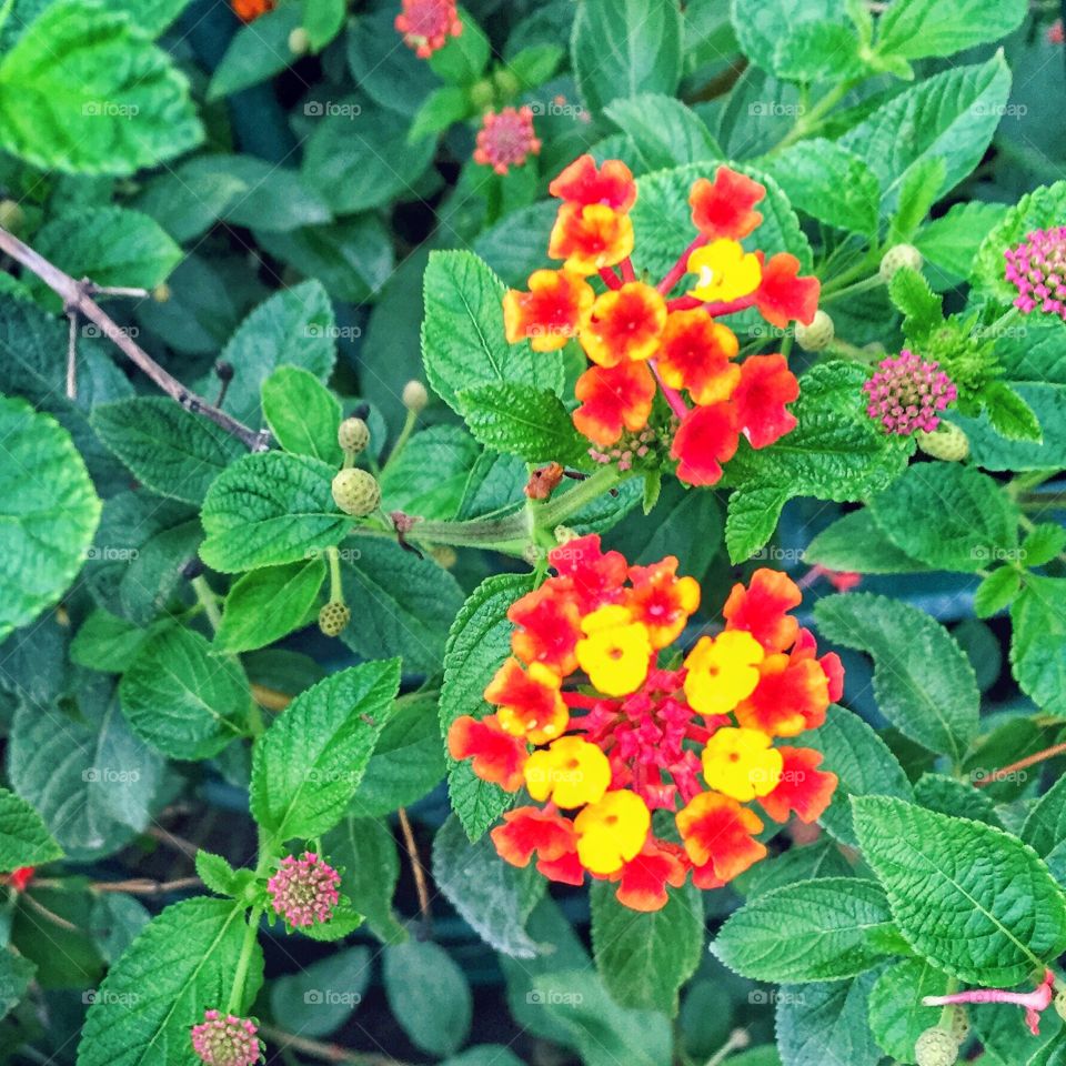 Tiny Warm Flowers