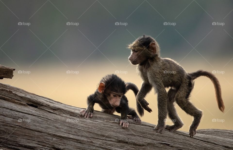 Baby monkeys 