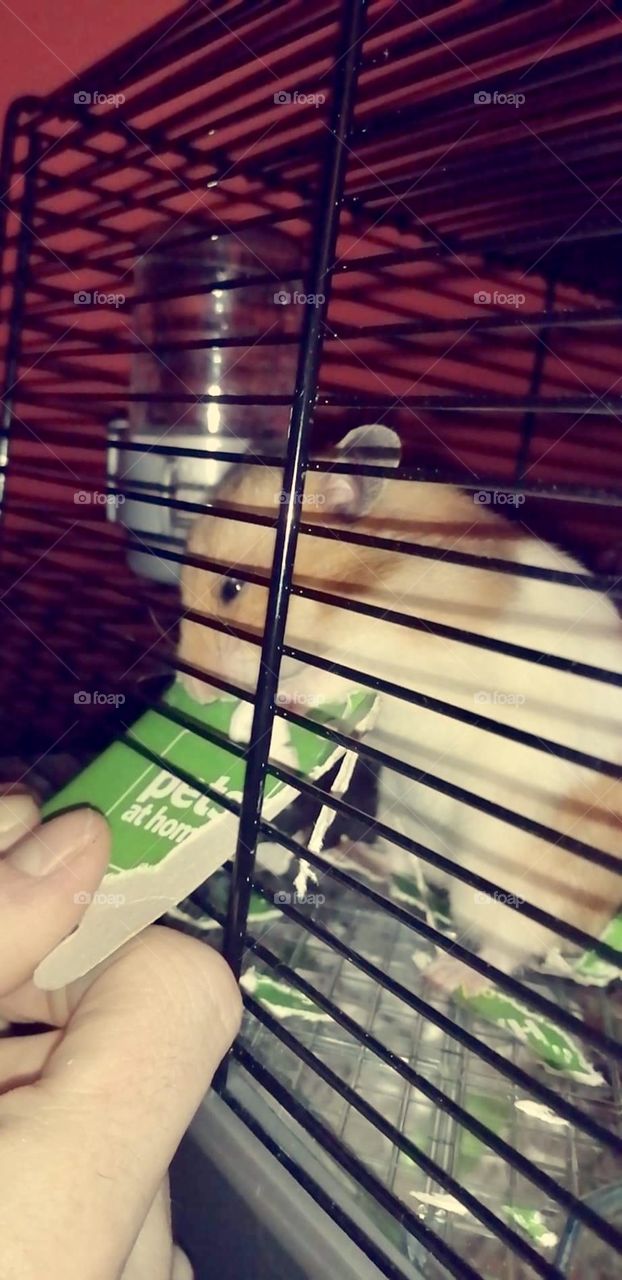 Jeemi the Hamster 🐹