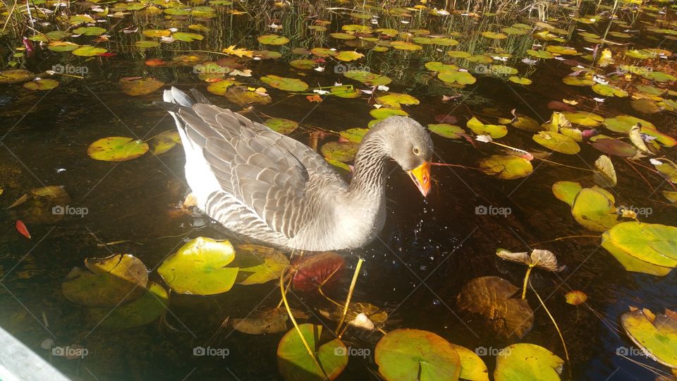 goose in pond