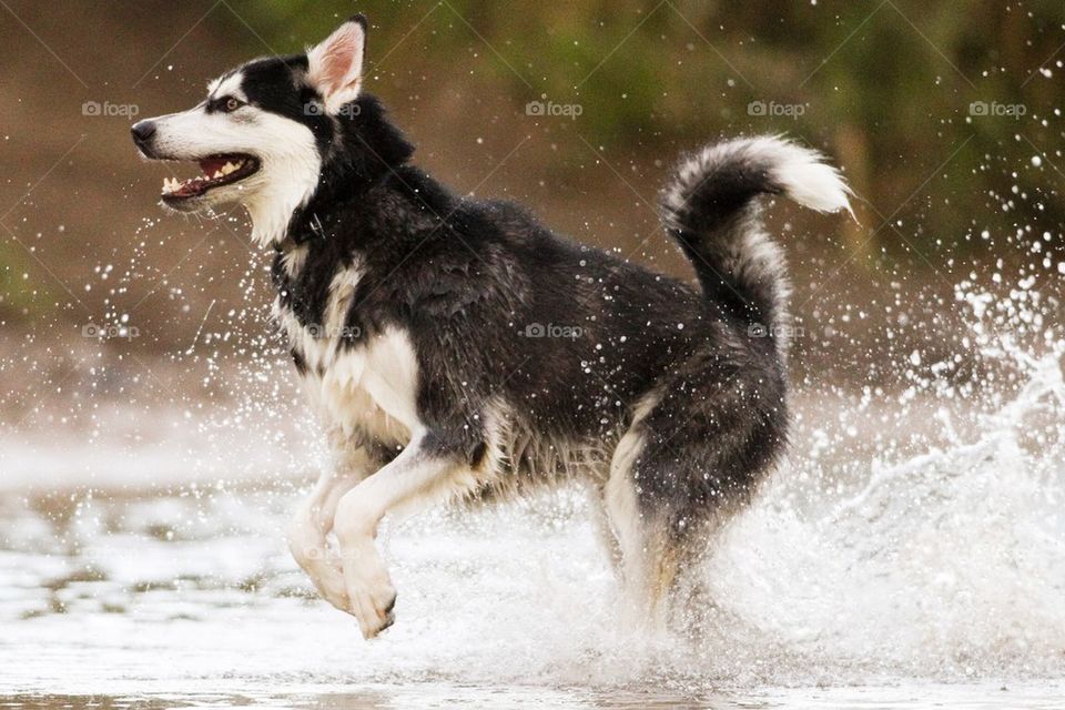 Alaskan Malamute in River 