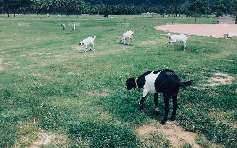 group of goats 