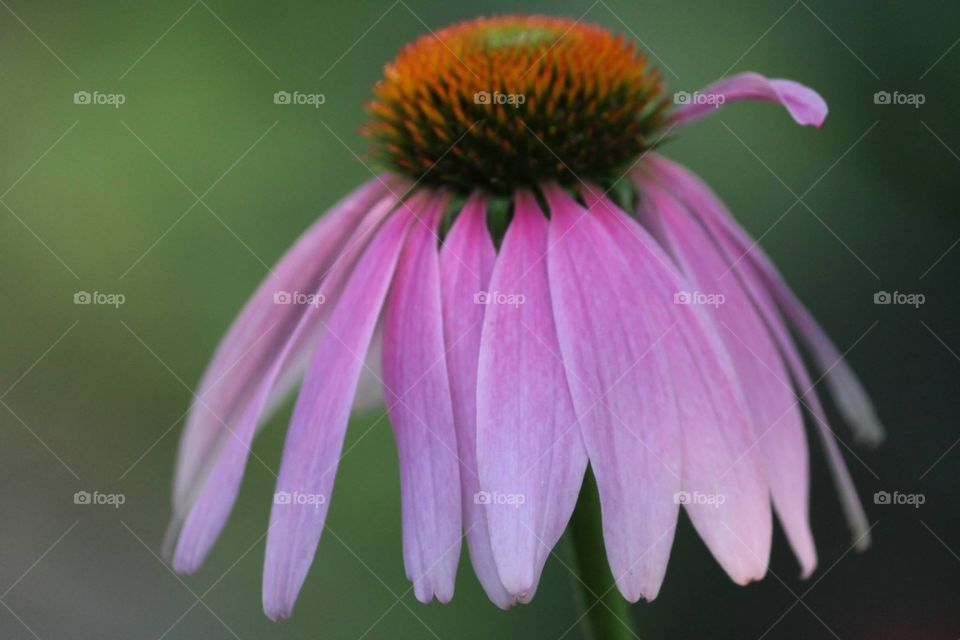 No Person, Nature, Flower, Coneflower, Summer