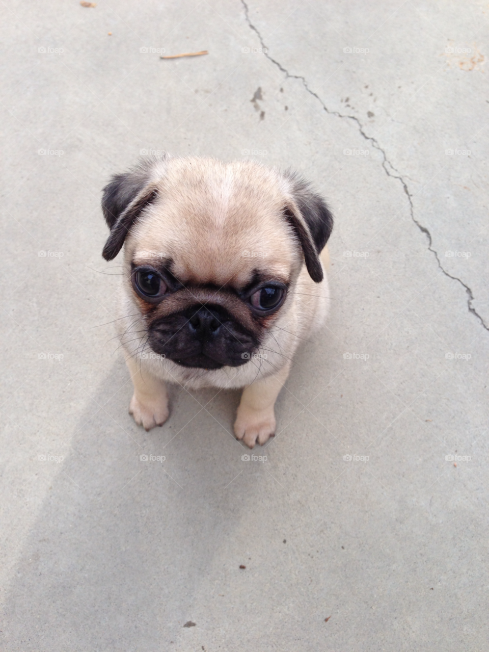 puppy pug by melody