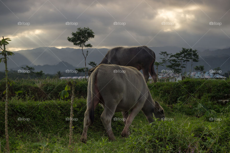 clouds over cow farm 2