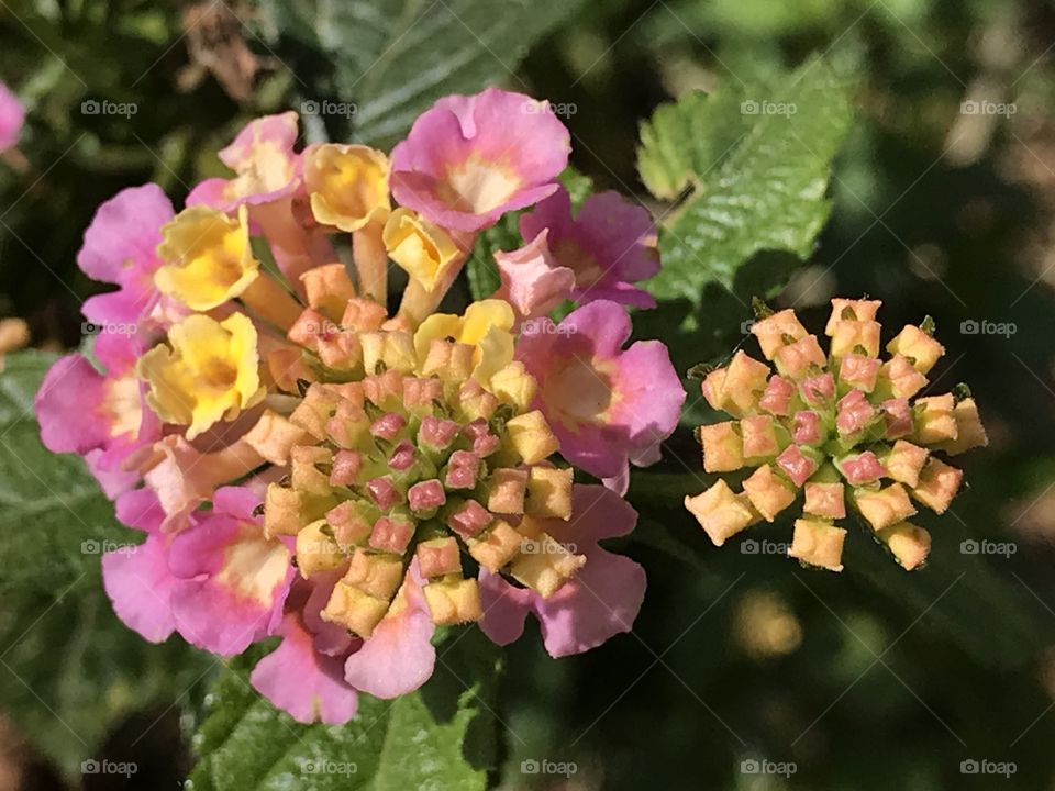 Lantanas