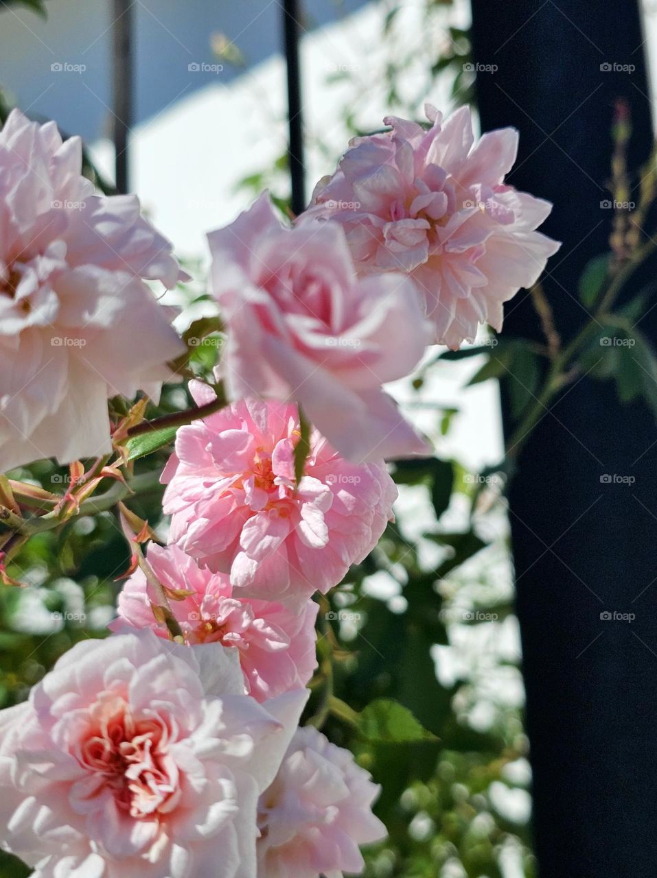 "Pink Rose fence" Rambling roses have delicate petals and graceful vines, bringing a touch of natural beauty to any garden. As climbing plants, they are known for their abundant blooms and vibrant colors.They are a favorite among gardeners.