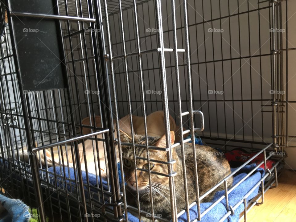 Kitten takes over dog crate 