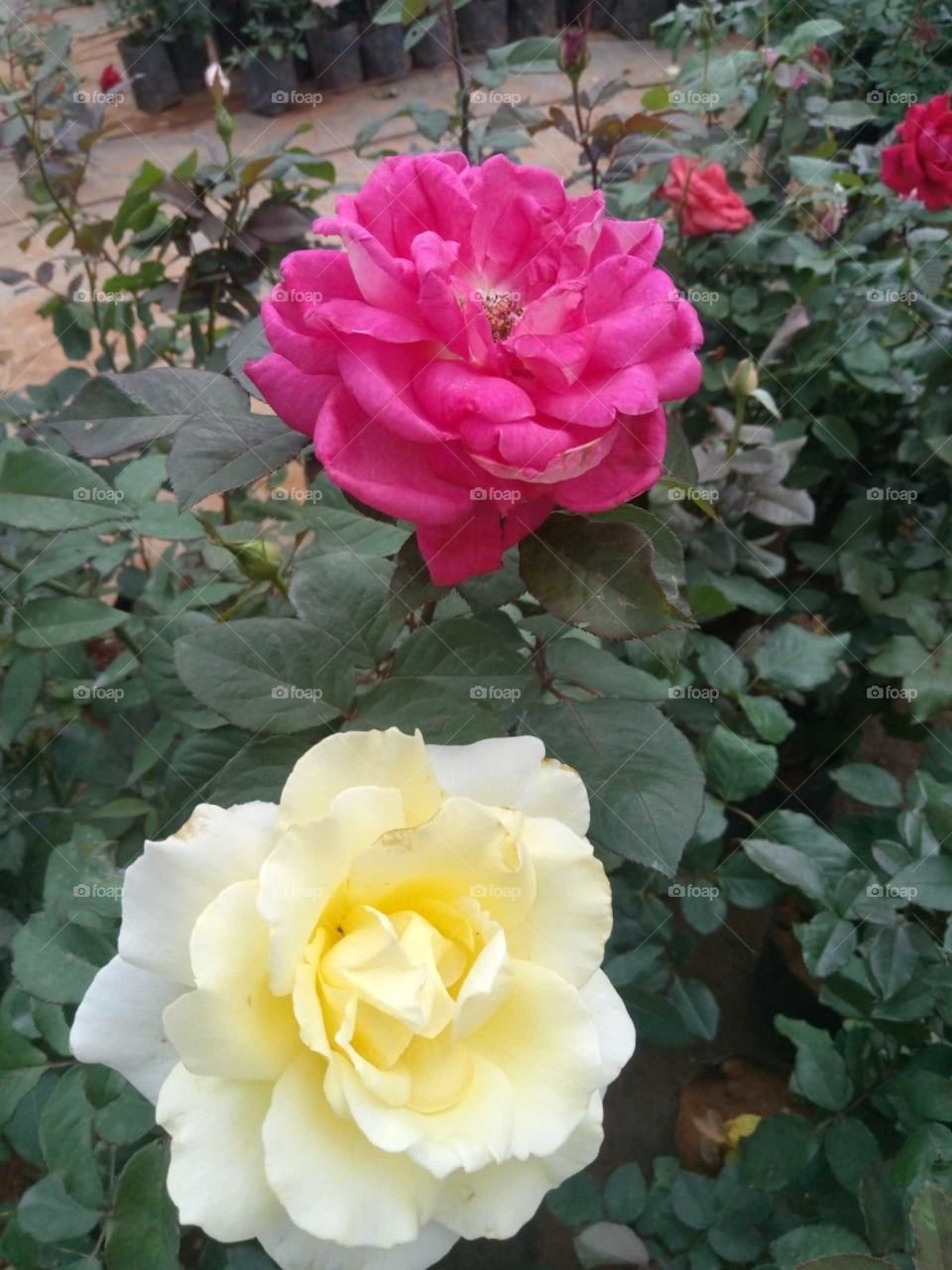 rose flowers