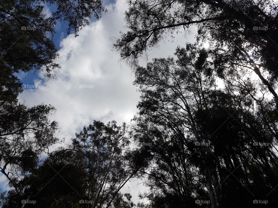 forested areas sky love