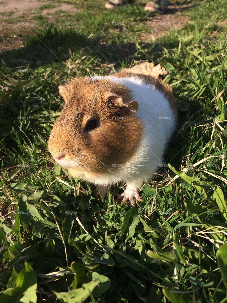 Guinea pig outside on the grass