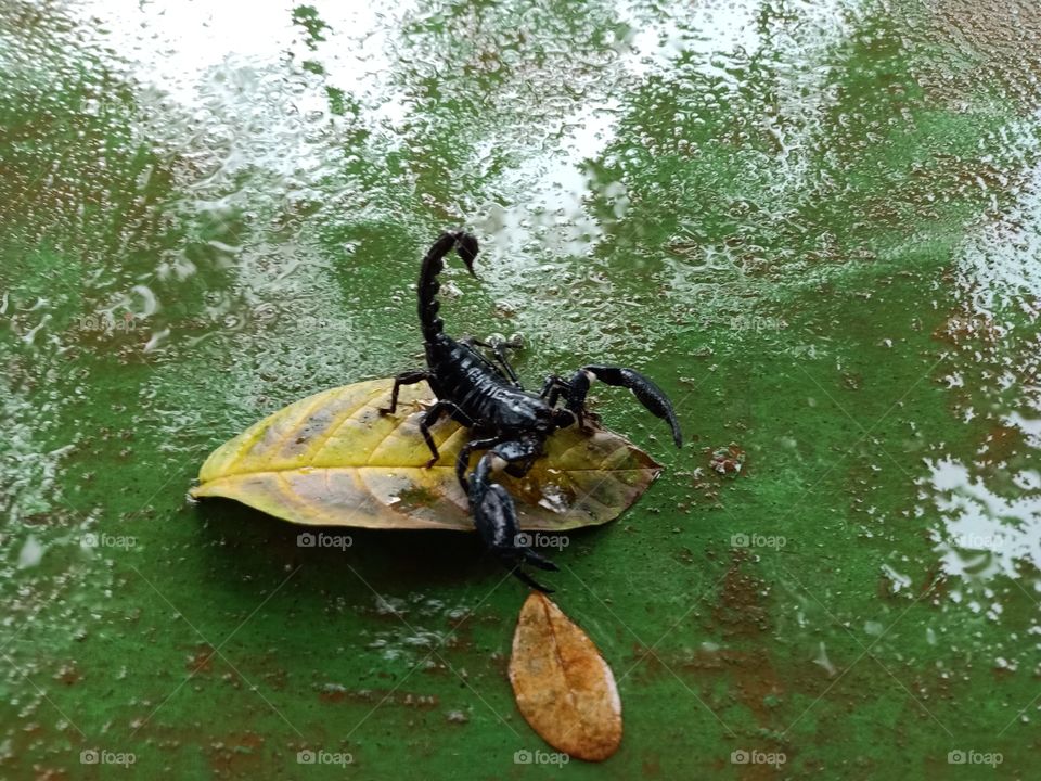 Black Scorpion