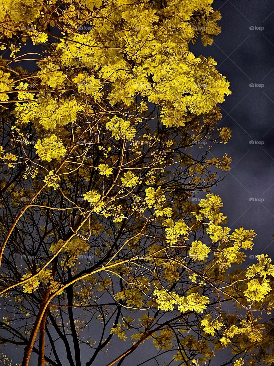 Trees at night at Hong Kong Victoria Park