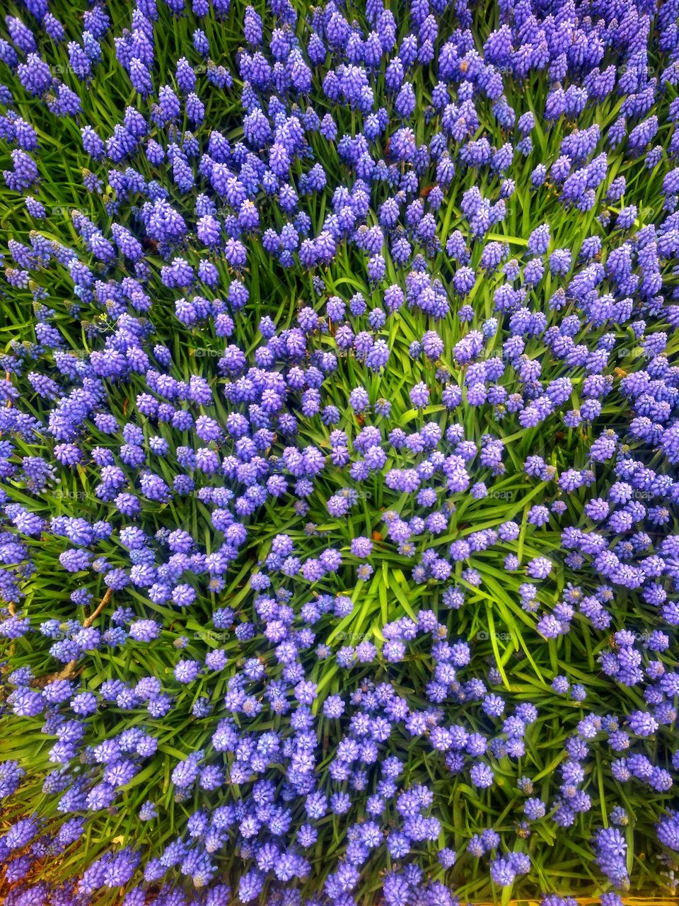 Top view of beautiful blooming flowers close up. Violet,  purple flowers in garden