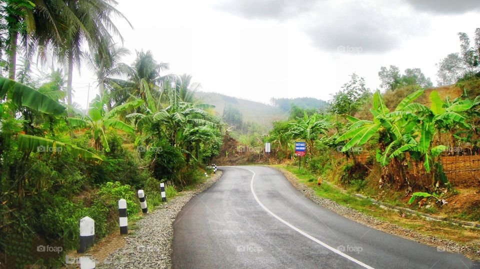 Road, Travel, Tree, Guidance, Nature