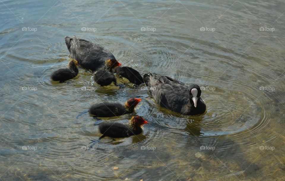 black ducks family beautiful nature