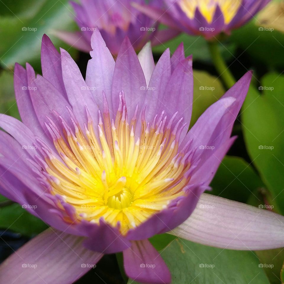 Beautiful flowers, lotus blooming in the morning