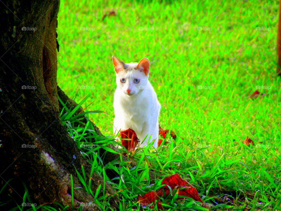 Hunter. This cat had just finish chasing the train of a dress of a bride who is getting married on the beach that afternoon.