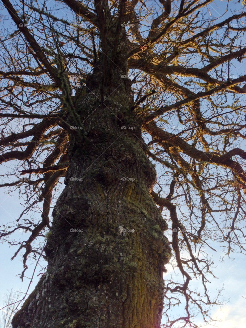 sweden oak tree january by marimax
