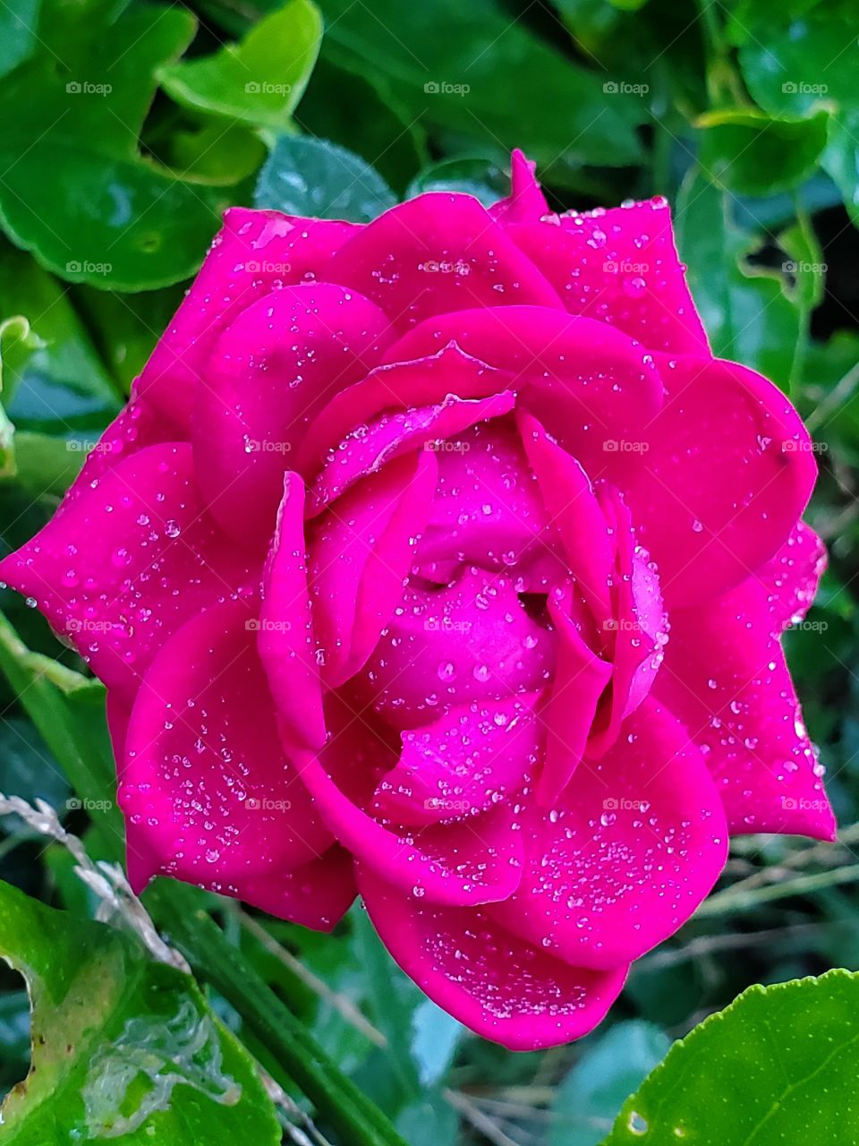 My beautiful pink Mini rose