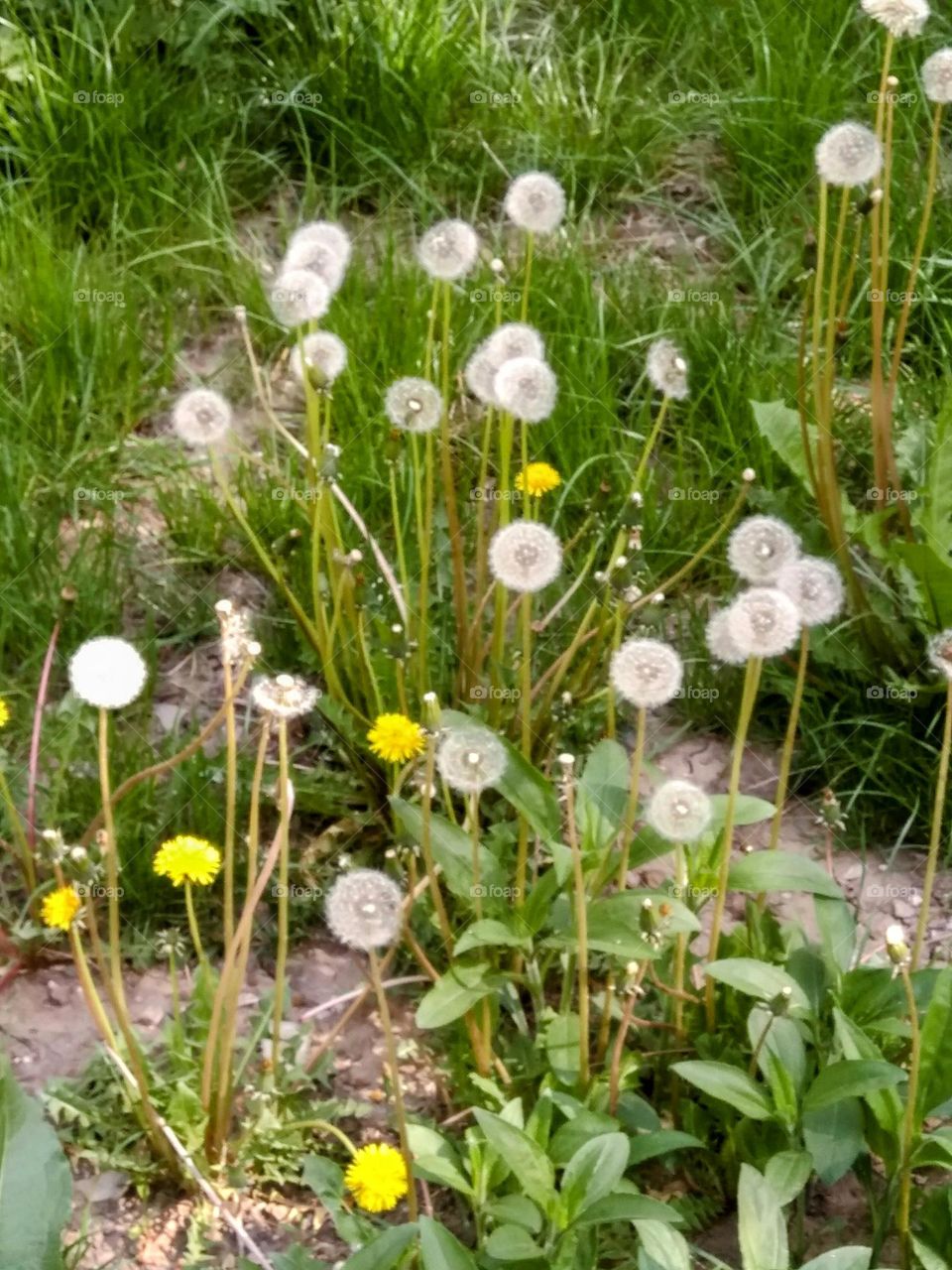 Dandelions