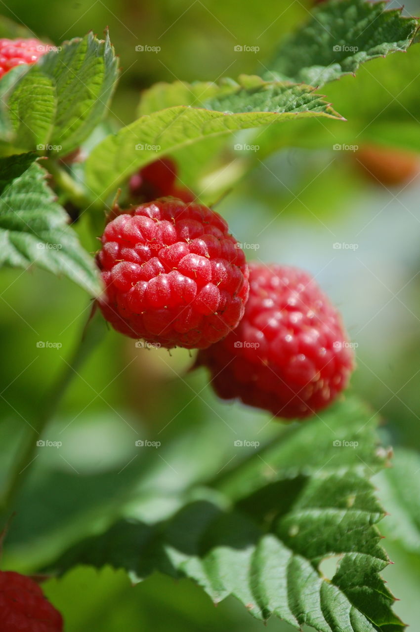 Raspberry growing on plant