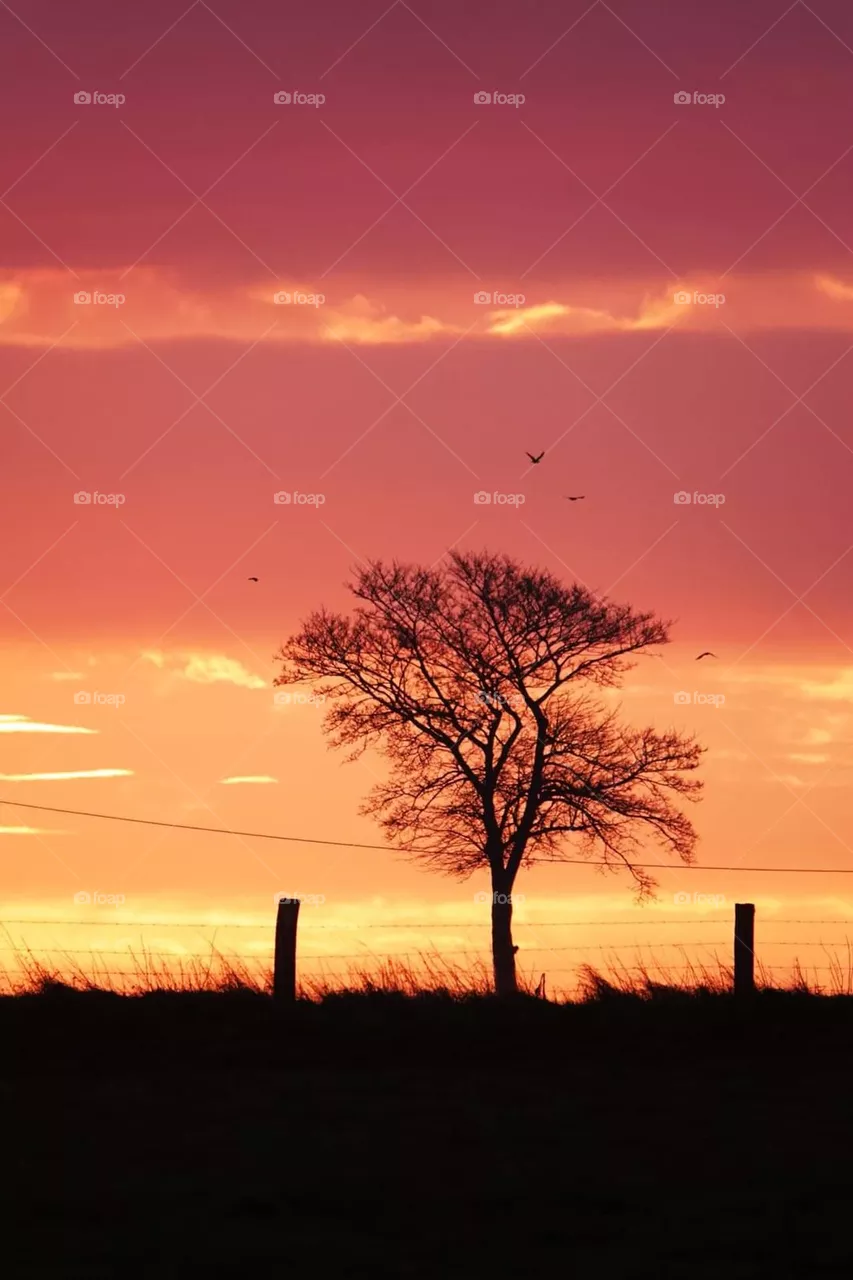 Tree with a sunset behind