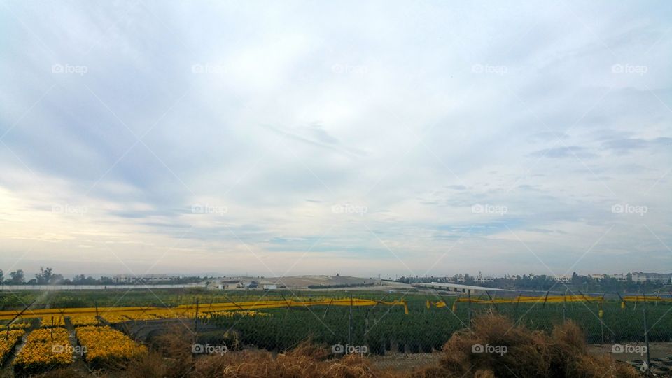 Landscape, Tree, Sky, Field, Nature